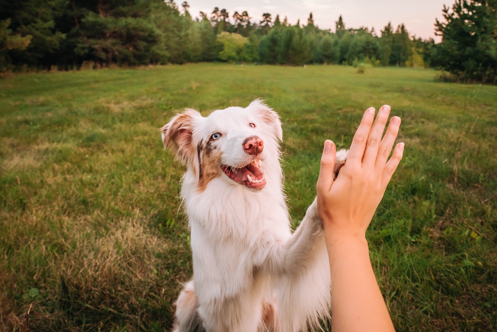 beautiful aussie dog and a man's hand. high five give paw on a background of green grass in the summer in the park